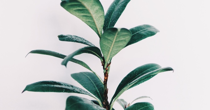 Massage Therapy - Hot stone massage