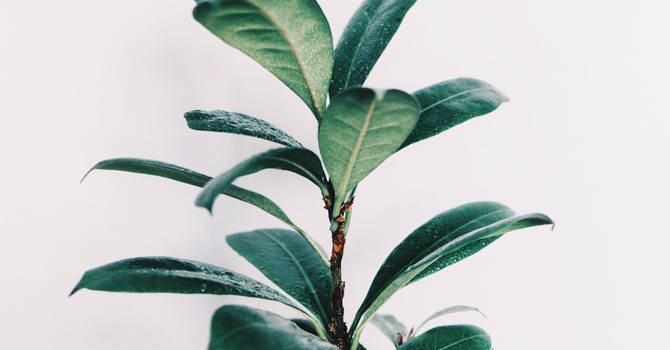 Naturopathy